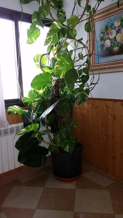 Hostal Los Rosales Алкарас Стая снимка